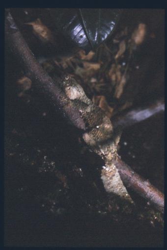 Mossy leaftail, Uroplatus sikorae